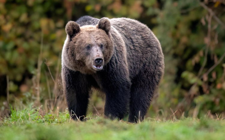 Romániában jóváhagyták a közel félezer medve kilövését engedélyező megelőzési kvótát