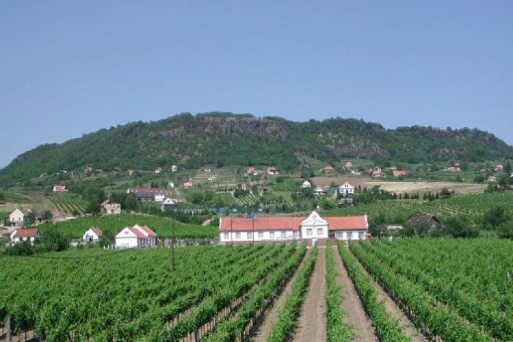 Öt nagyarany a Veszprém megyei palackos borok versenyén