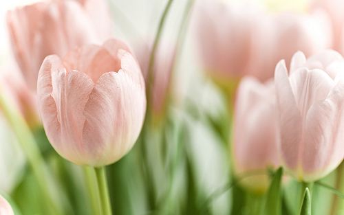 Minden kedves Hölgy olvasónknak boldog Nőnapot kívánunk!