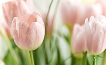 Minden kedves Hölgy olvasónknak boldog Nőnapot kívánunk!