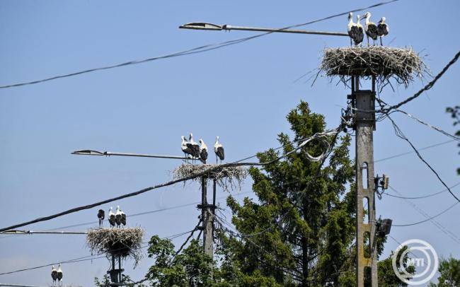 MME: a költési időszak előtt kell elvégezni a természetvédelmi szempontból érzékeny munkákat
