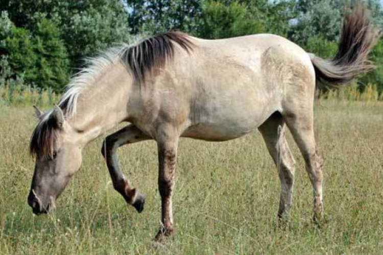 Honfoglalás kori kunfakóhoz hasonló ló tenyésztését kezdték meg Magyarországon