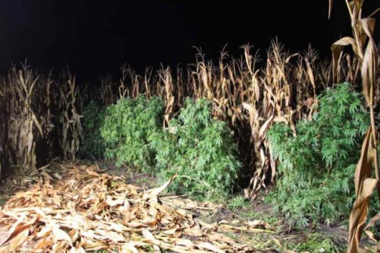 Kukoricásban termesztett kannabiszt, vádat emeltek ellene