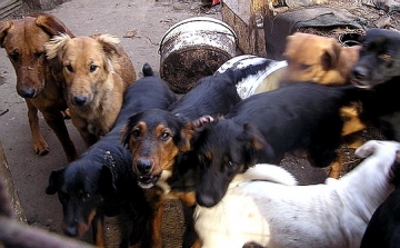 300 kutya éhezik Pakson