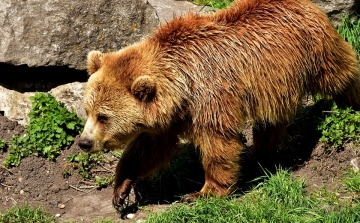 Ismét medvét gázoltak el a dél-erdélyi autópályán