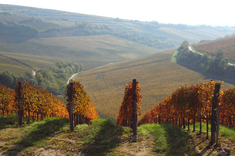Dűlőfutás másodszor – Fuss gyönyörű helyeken!